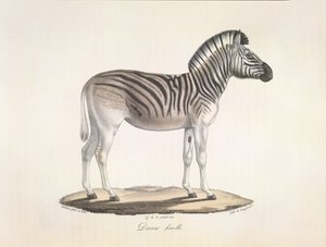 Dauw femelle. Das gestreifte Quagga oder Burchell-Zebra aus Südafrika (Asinus Burchellii), aus Histoire Naturelle des Mammifères von French School