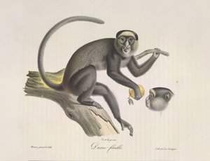 Diane femelle, Ein weiblicher Affe, aus Histoire Naturelle des Mammifères (Farblithographie)
