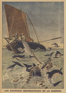 Delfine stören den Sardinenfang