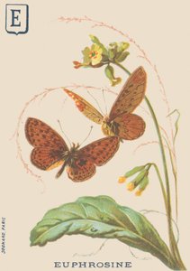 E: Euphrosine (Clossiana euphrosine oder Großer Perlmutterfalter) von French School