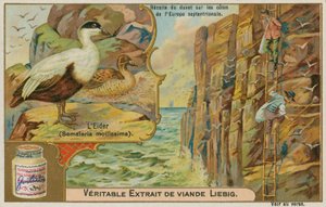Eiderente; Eiderdaunensammlung an einer nordeuropäischen Küste von French School