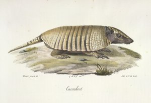 Gürteltier, aus Histoire Naturelle des Mammifères