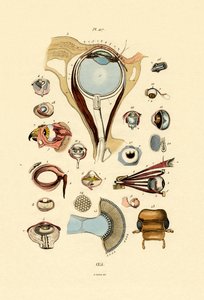 Augen von French School