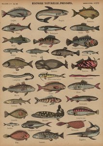 Fische