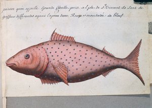 Fisch namens Big Mouth, Sao Vicente Insel, Aquarell aus dem Logbuch von Jacques Gouin de Beauchesne