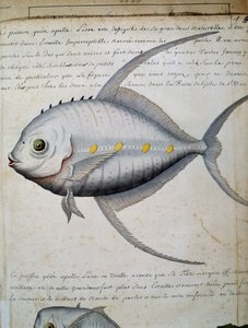 Fisch namens Lisse, Insel Sao Vicente, Kap Verde, Aquarell aus dem Logbuch von Jacques Gouin de Beauchesne, Kapitän der Compagnie royale de la Mer du Sud, von 1698 bis 1701 von French School
