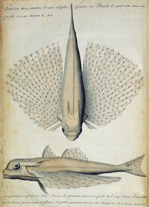 Fisch gefunden auf Ilha Grande, Brasilien von French School