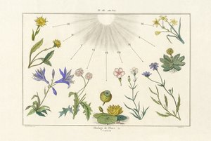 Blumenuhr