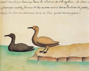 Gänse, Magellanstraße, Aquarell aus dem Logbuch von Jacques Gouin de Beauchesne (1652-1730), Kapitän der Compagnie royale de la Mer du Sud, von 1698 bis 1701 von French School