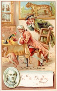 Georges-Louis Leclerc, Comte de Buffon, und Louis-Jean-Marie Daubenton, französische Naturforscher von French School
