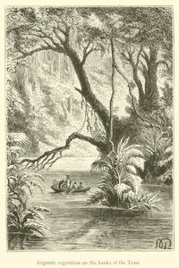 Gigantische Vegetation an den Ufern des Temi von French School