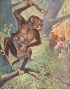Gorillas