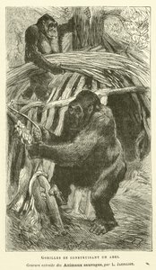 Gorillas bauen sich einen Unterschlupf von French School