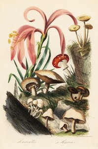 Hippeastrum-Arten, Fliegenpilz, Kaiserling und andere Pilze von French School
