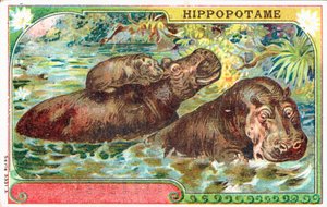 Nilpferdfamilie von French School