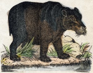 Nilpferd. Gravur in "Alphabet des animaux sauvages". 9. Serie. Bilder von Epinal, Pellerin, Drucker-Verleger, um 1870. Holzschnitte, schabloniert. 16 Seiten. Dim: 20 x 15 cm. Private Sammlung.