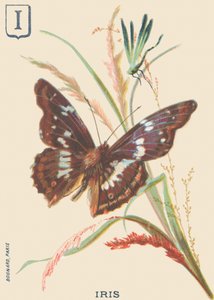 I: Iris (Apatura iris oder Großer Schillerfalter) von French School