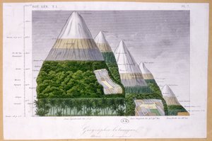 Illustration der verschiedenen Vegetationstypen in unterschiedlichen Höhenlagen