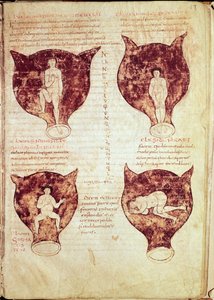 Illustrationen des Fötus, aus dem sogenannten Rhodion-Manuskript