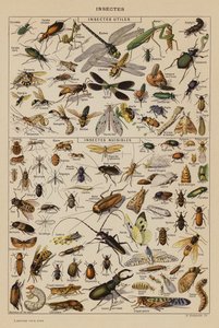 Insekten von French School