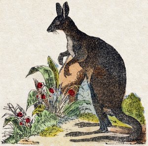 Känguru. Gravur in „Alphabet der wilden Tiere“. 9. Serie. Bildsprache von Epinal, Pellerin, Drucker-Verleger, um 1870. Holzschnitte, schabloniert. 16 Seiten. Private Sammlung
