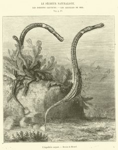 Die Schlangenaguillette von French School