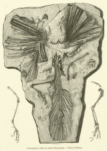 Der Archaeopteryx, Fossil des lithographischen Kalksteins (Gravur)