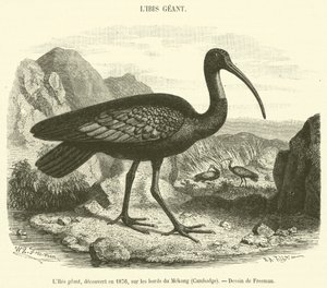 Der Riesige Ibis, entdeckt 1876 am Mekong-Ufer, Kambodscha