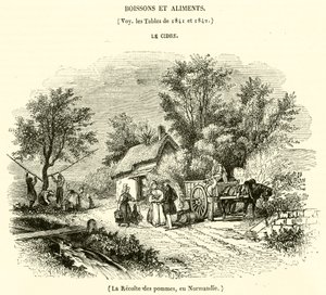Apfelernte in der Normandie