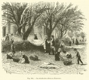 Olivenernte in der Provence