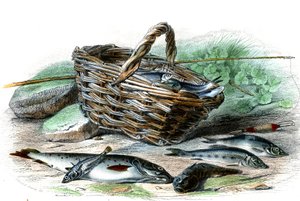 La Forelle (Salmo Trutta), der Kotte Chabot (Collus Chabraea), der Stichling (Gasterosteus aculeatus), der Gründling (Gobio Gobio), der Able (Alburnus Alburnus) - Tafel aus Histoire Naturelle von Bernard Germain de Lacepede, Ausgabe P.Furme, Paris
