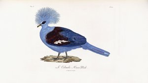 Le Colombi-Hocco männlich