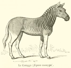 Der Quagga, Equus quagga (Stich) von French School