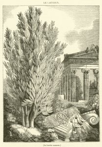 Der Gemeine Lorbeer (Gravur) von French School