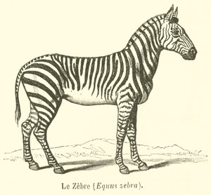 Das Zebra, Equus zebra (Stich) von French School
