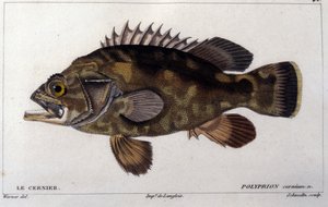 Le grouper nach „Histoire naturelle des poissons“ von Cuvier, Valenciennes, Paris von French School