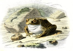 Die Kröte (Bufo vulgaris) - Tafel aus der Naturgeschichte von Bernard Germain de Lacepede (1856-1925), Ausgabe P.Furme, Paris von French School