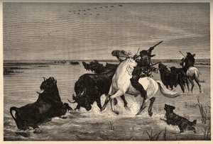Die Ochsen (Rinderrasse) der Camargue nach dem Gemälde von Vayson - Gravur in PATRIE - Gravur in PATILE - Beschreibung der malerischen Frankreichs in 6 Bänden von Lucien Huard - Ende des 19. Jahrhunderts