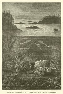 Die Hauptbewohner der Erde während der Devonzeit