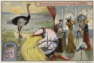 Liebig-Karte mit Bildern von Vögeln von French School