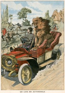 Löwe in einem Automobil