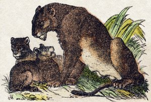 Löwin. Gravur in "Alphabet des animaux sauvages". 9. Serie. Bildersammlung von Epinal, Pellerin, Drucker-Verleger, um 1870. Holzschnitte, schabloniert. 16 Seiten. Dim: 20 x 15 cm. Private Sammlung von French School