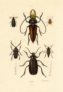 Bockkäfer von French School