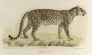 Leopard, Männchen, aus Histoire Naturelle des Mammifères
