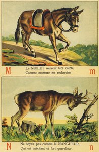 M wie Maultier und N wie Nangueur von French School
