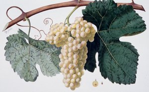 Marsanne-Rebsorte (Côtes du Rhône), Ampelographie