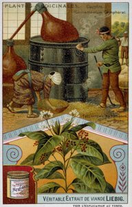 Heilpflanzen: Kampfer; Herstellung von Kampfer in Japan - Chromo Liébig, ca. 1900 von French School