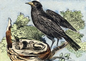 Amsel. Gravur in "Buffon Alphabet des Oiseaux n 2"
