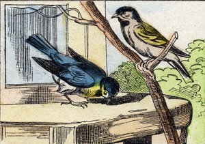 Meise. Gravur in "Buffon Alphabet des Oiseaux n 1" von French School