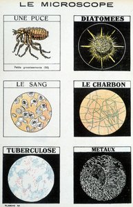 Mikroskope: ein Floh, Diatomeen, Blut, Kohle, Tuberkulose, Metalle von French School